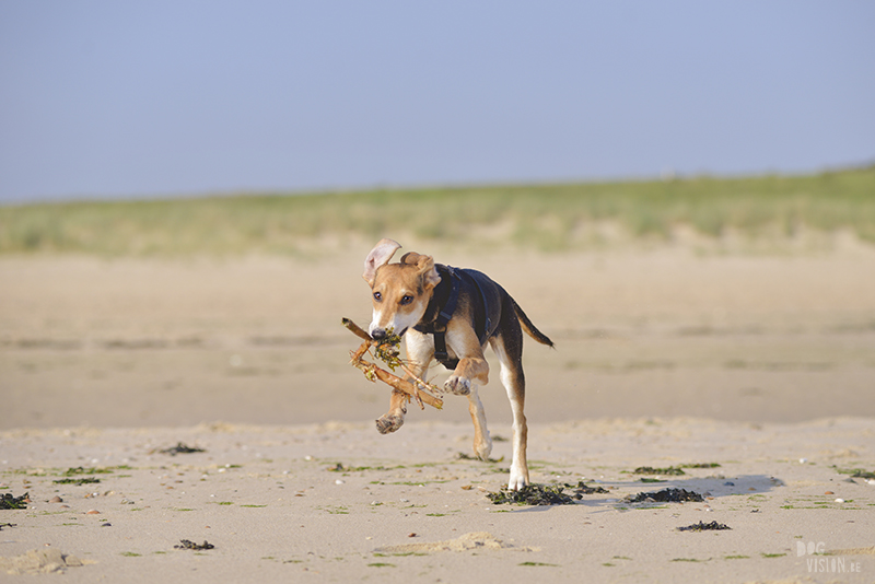 Honden aan zee in Nederland, adoptie hond uit Griekenland, hondenfotografie en blog op www.dogvision.be