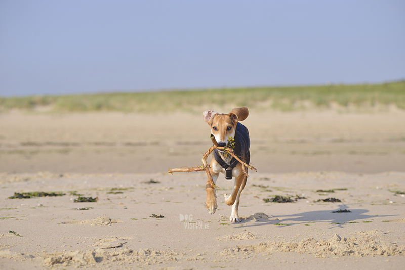 Honden aan zee in Nederland, adoptie hond uit Griekenland, hondenfotografie en blog op www.dogvision.be