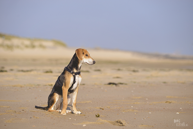 Dogs playing at the beach, Traveling to Cadzand in the Netherlands, going to the beach with the dogs, rescue dog from Greece, dog photography and blog on www.DOGvision.eu