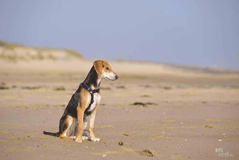 Honden aan zee in Nederland, adoptie hond uit Griekenland, hondenfotografie en blog op www.dogvision.be