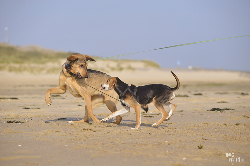 Honden aan zee in Nederland, adoptie hond uit Griekenland, hondenfotografie en blog op www.dogvision.be