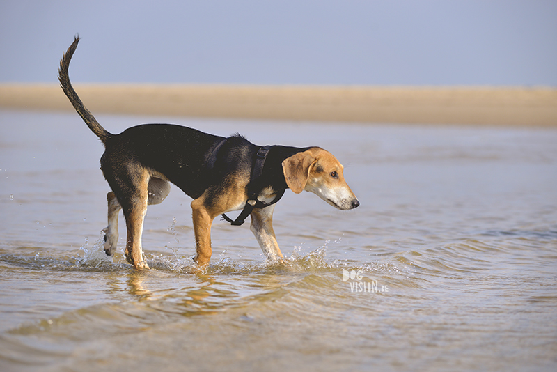 Honden aan zee in Nederland, adoptie hond uit Griekenland, hondenfotografie en blog op www.dogvision.be