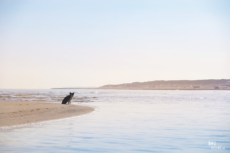 Honden aan zee in Nederland, adoptie hond uit Griekenland, hondenfotografie en blog op www.dogvision.be