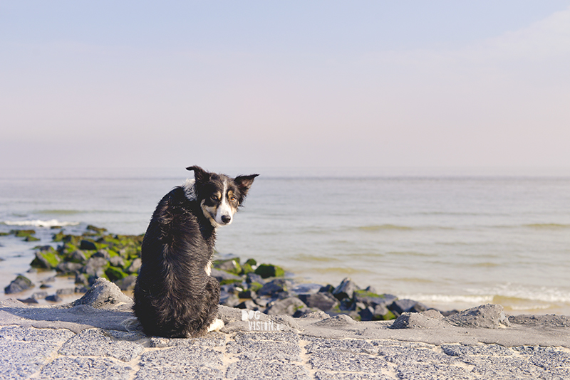 Honden aan zee in Nederland, adoptie hond uit Griekenland, hondenfotografie en blog op www.dogvision.be