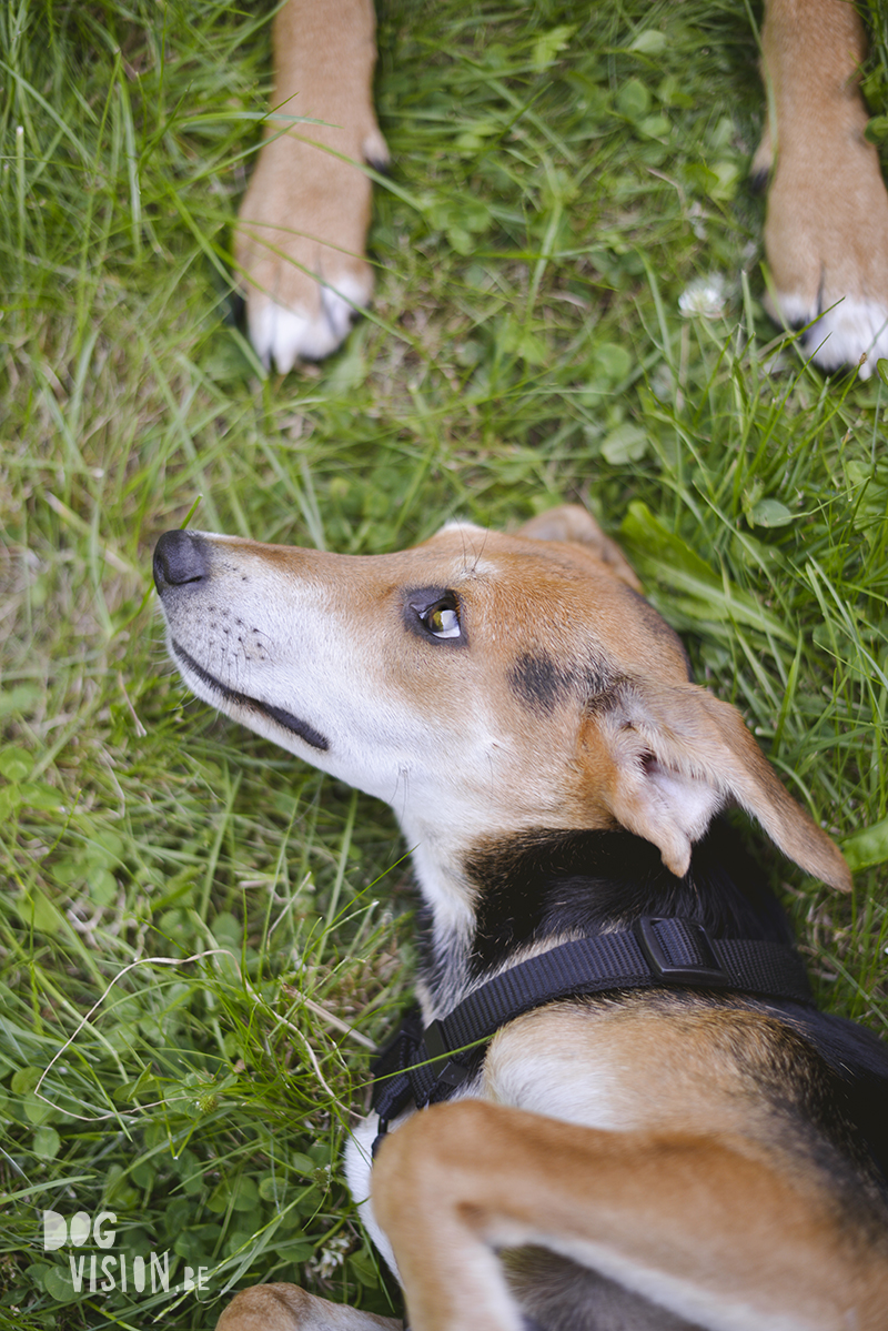 hondenfotografie project, adoptie hond Kreta, www.dogvision.be