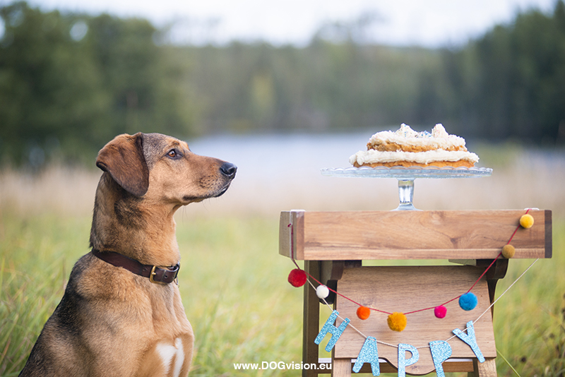 Honden fotografie, honden verjaardag, verjaardagscake voor honden, rescue dog Oona, Dalarna Zweden, www.DOGvision.be