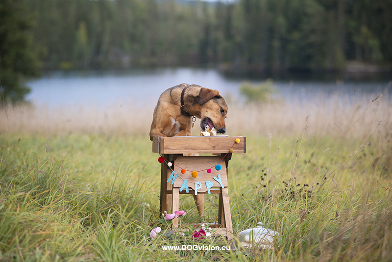 Honden fotografie, honden verjaardag, verjaardagscake voor honden, rescue dog Oona, Dalarna Zweden, www.DOGvision.be