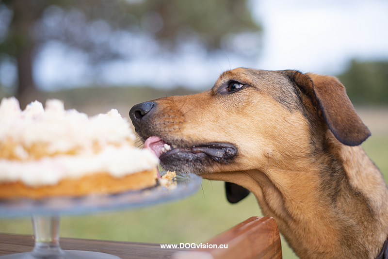 Honden fotografie, honden verjaardag, verjaardagscake voor honden, rescue dog Oona, Dalarna Zweden, www.DOGvision.be