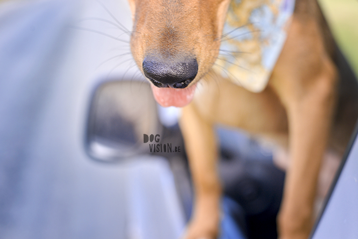 #TongueOutTuesday (29)| Sweden| rescue dog, Border Collie & Transylvanian hound | dog photography | www.DOGvision.be