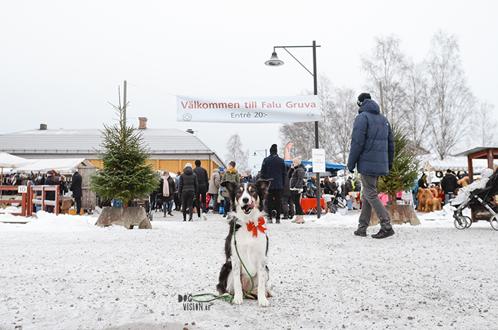 Falun, kerstmarkt, Zweden | #TongueOutTuesday (50)| fotoproject | Hond in de sneeus | hondenfotografie | www.DOGvision.be