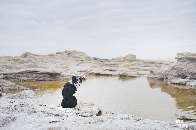 Border Collie, Gotland, Zweden, hondenfotografie, www.dogvision.be