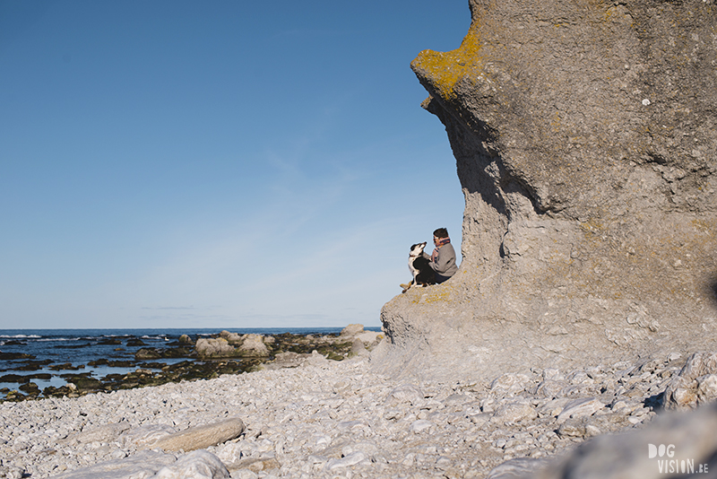 Reizen met honden in Zweden, Gotland, hondenfotografie, hondenfotograaf, www.DOGvision.be