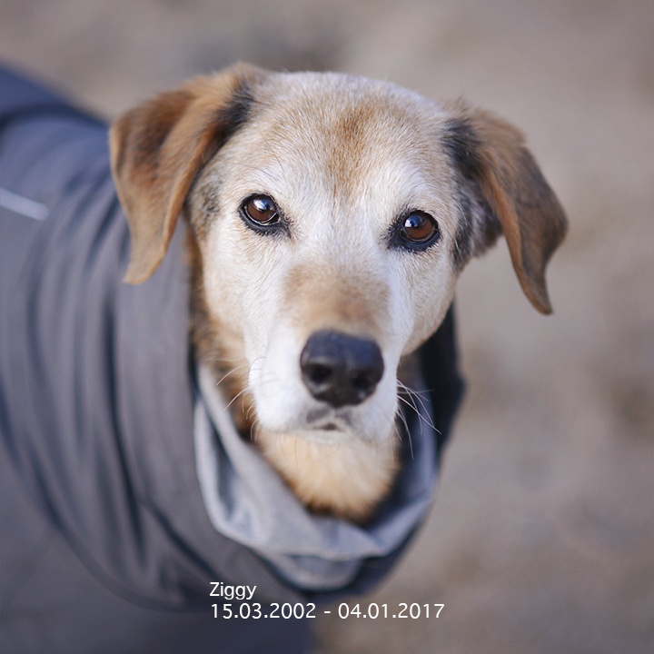 1 jaar Zweden met de honden, een terugblik | www.DOGvision.be