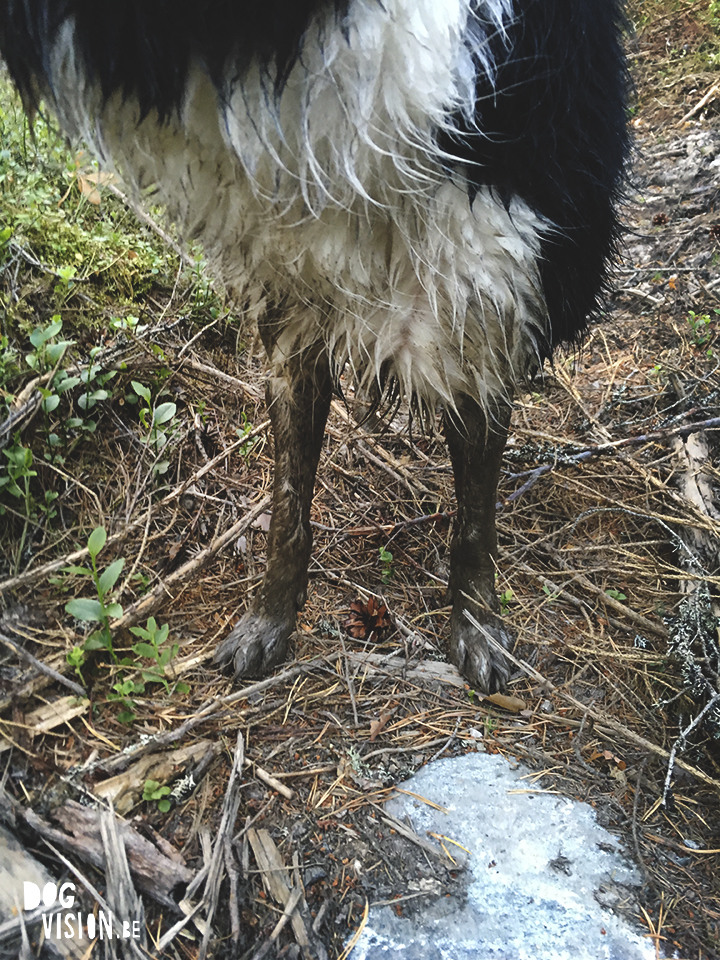 The mystery box from Organic Oscar | pet grooming | review by www.DOGvision.be