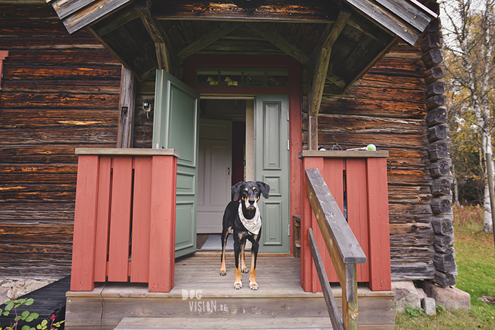 Traveling with dogs: a charming cottage in Orsa (Dalarna/Sweden)| Reizen met honden, Dalarna, Zweden | blog on www.DOGvision.be| 