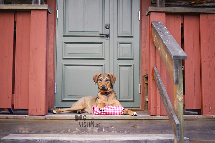 Traveling with dogs: a charming cottage in Orsa (Dalarna/Sweden)| Reizen met honden, Dalarna, Zweden | blog on www.DOGvision.be| 