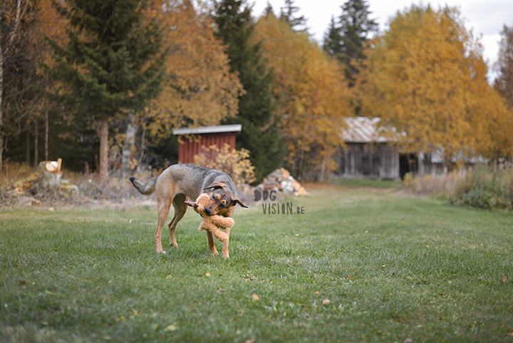 Traveling with dogs: a charming cottage in Orsa (Dalarna/Sweden)| Reizen met honden, Dalarna, Zweden | blog on www.DOGvision.be| 