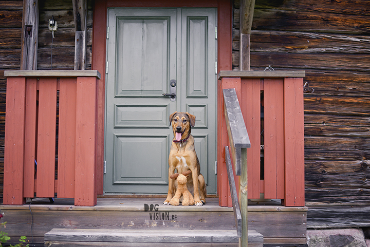 Traveling with dogs: a charming cottage in Orsa (Dalarna/Sweden)| Reizen met honden, Dalarna, Zweden | blog on www.DOGvision.be| 