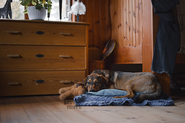 Traveling with dogs: a charming cottage in Orsa (Dalarna/Sweden)| Reizen met honden, Dalarna, Zweden | blog on www.DOGvision.be|