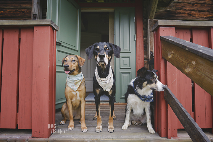 Traveling with dogs: a charming cottage in Orsa (Dalarna/Sweden)| Reizen met honden, Dalarna, Zweden | blog on www.DOGvision.be| 