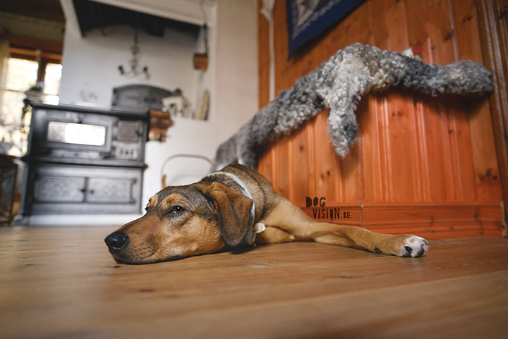 Traveling with dogs: a charming cottage in Orsa (Dalarna/Sweden)| Reizen met honden, Dalarna, Zweden | blog on www.DOGvision.be| 