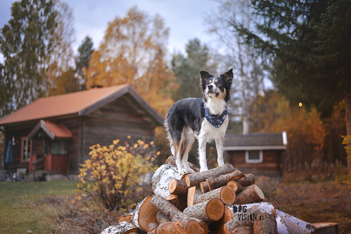 Traveling with dogs: a charming cottage in Orsa (Dalarna/Sweden)| Reizen met honden, Dalarna, Zweden | blog on www.DOGvision.be| 