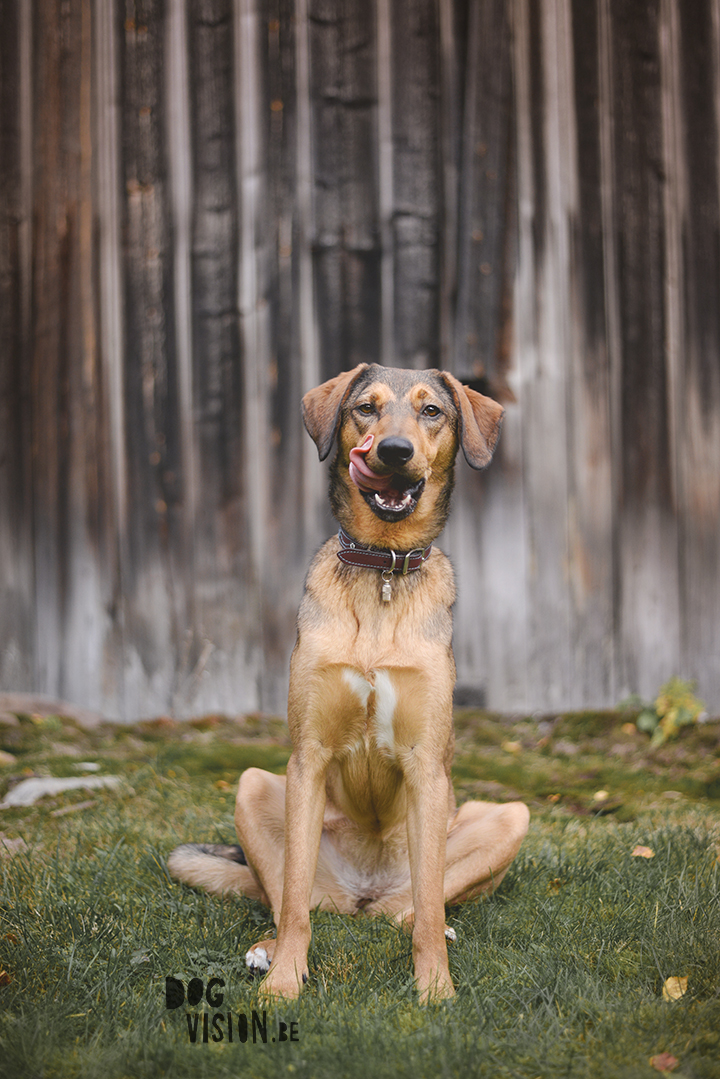 Traveling with dogs: a charming cottage in Orsa (Dalarna/Sweden)| Reizen met honden, Dalarna, Zweden | blog on www.DOGvision.be| 