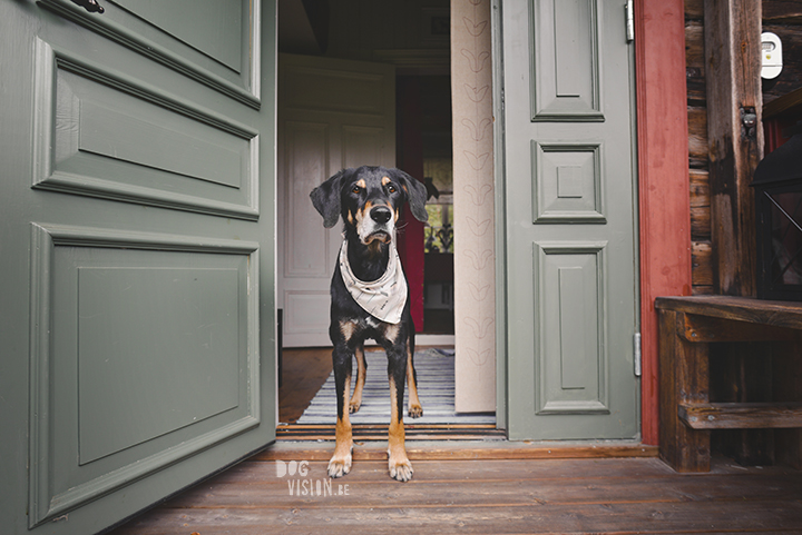 Traveling with dogs: a charming cottage in Orsa (Dalarna/Sweden)| Reizen met honden, Dalarna, Zweden | blog on www.DOGvision.be| 