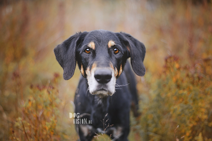 Traveling with dogs: a charming cottage in Orsa (Dalarna/Sweden)| Reizen met honden, Dalarna, Zweden | blog on www.DOGvision.be| 