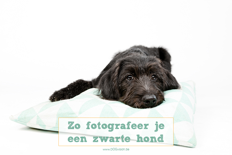 Zo fotografeer je een zwarte hond | www.DOGvision.be
