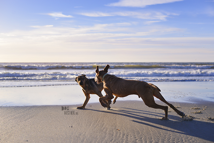 Our secret spot at the beach, Domburg Netherlands | dog photography/ hondenfotografie | www.DOGvision.be