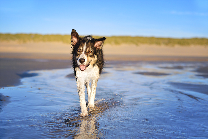 Our secret spot at the beach, Domburg Netherlands | dog photography/ hondenfotografie | www.DOGvision.be