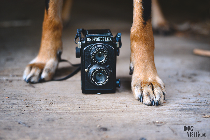 How to find your own photographic style? | dog photography tips & tricks on www.DOGvision.be (vintage camera)