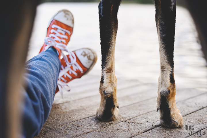 #TongueOutTuesday (27)| dog photography | www.DOGvision.be