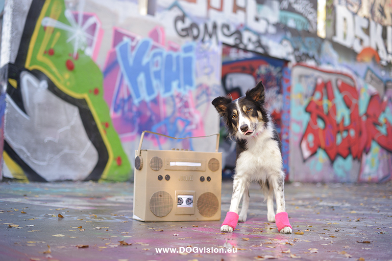 Graffiti, tongue out tuesday, hondenfotografie, hondenfotograaf, bordercollie model, stadshonden, www.dogvision.be