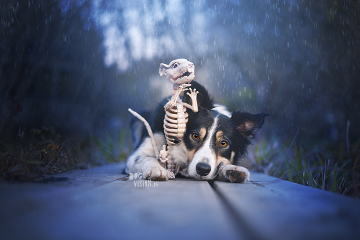Halloween dog 2017 | dog photography | Border Collie | www.DOGvision.eu