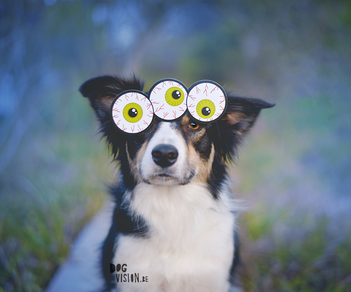 Halloween dog 2017 | dog photography | Border Collie | www.DOGvision.eu