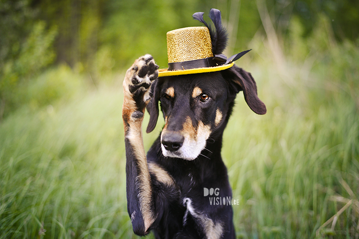 Cupcakes for a birthday dog | Ravasz Transylvanian hound| Blog & dog photography tips on www.DOGvision.be