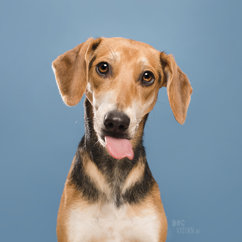 #TongueOutTuesday (52), studio foto rescue Kreta, puppy, hondenfotografie, hondenfotograaf, www.DOGvision.be