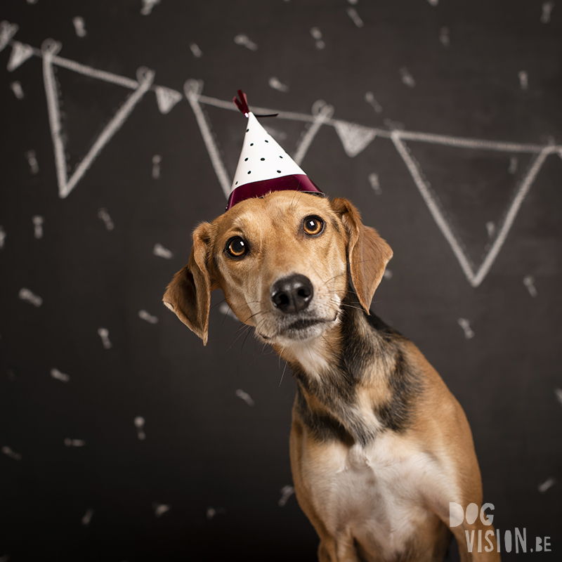 Birthday dog, Tricolor Border Collie, birthday photoshoot, krijtverf, verjaardags fotoshoot, www.DOGvision.eu