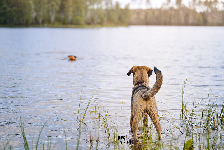 #TongueOutTuesday (27)| dog photography | www.DOGvision.be