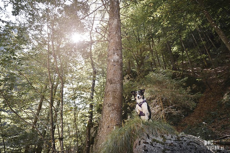 ipsept18-329bSeptember road trip deel 2: Slovenië, glamping met honden, hondenfotografie, reizen met honden, www.DOGvision.be