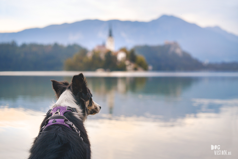 ipsept18-329bSeptember road trip deel 2: Slovenië, glamping met honden, hondenfotografie, reizen met honden, www.DOGvision.be