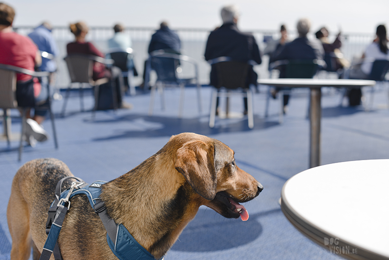On the boat with dogs, traveling with dogs in Europe, www.DOGvision.eu