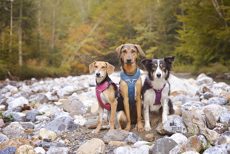 road trip with dogs to Slovenia, traveling with dogs, dog photographer, dog blogger, creative dog photography, www.DOGvision.eu