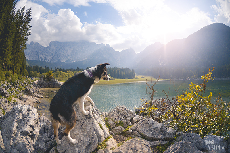 ipsept18-329bSeptember road trip deel 2: Slovenië, glamping met honden, hondenfotografie, reizen met honden, www.DOGvision.be