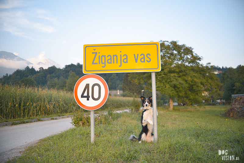 ipsept18-329bSeptember road trip deel 2: Slovenië, glamping met honden, hondenfotografie, reizen met honden, www.DOGvision.be
