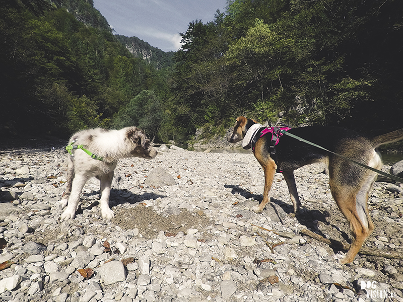 road trip with dogs to Slovenia, traveling with dogs, dog photographer, dog blogger, creative dog photography, www.DOGvision.eu