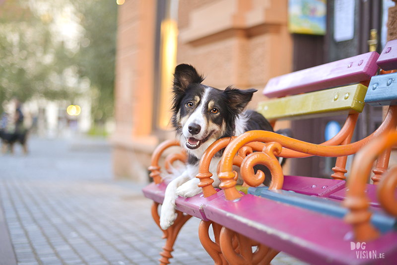 #TongueOutTuesday (41), www.dogvision.be