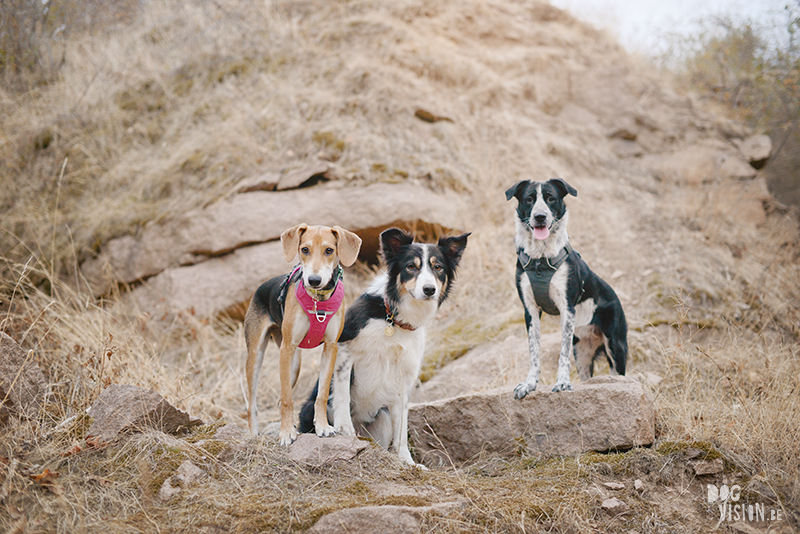 Instameet, Camping in Germany with dogs, hiking with dogs Europe, traveling with dogs, www.DOGvision.eu